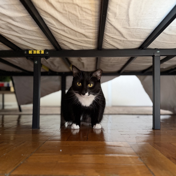 Julie's Purrfessional Cat Care