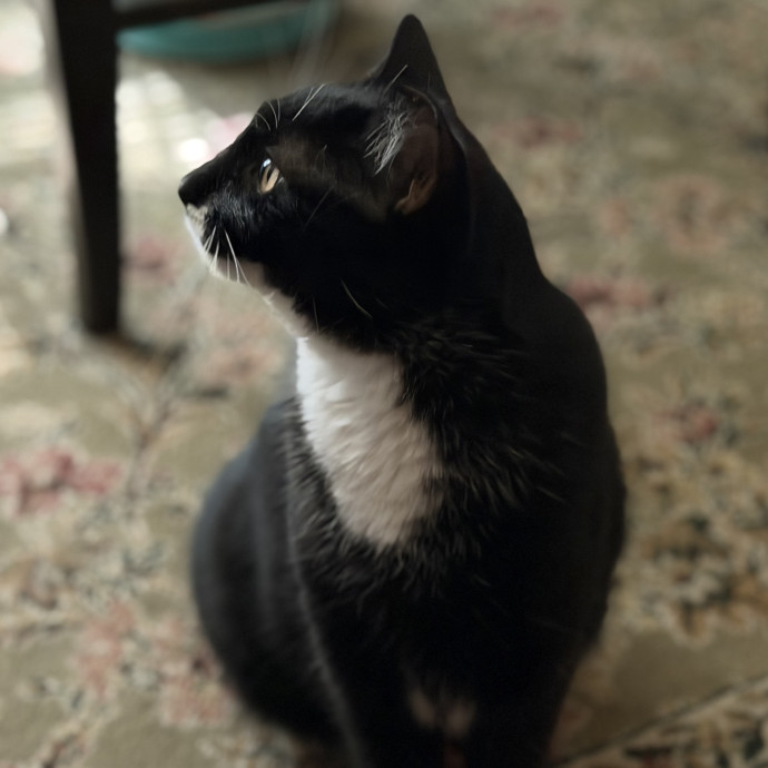 Julie's Purrfessional Cat Care
