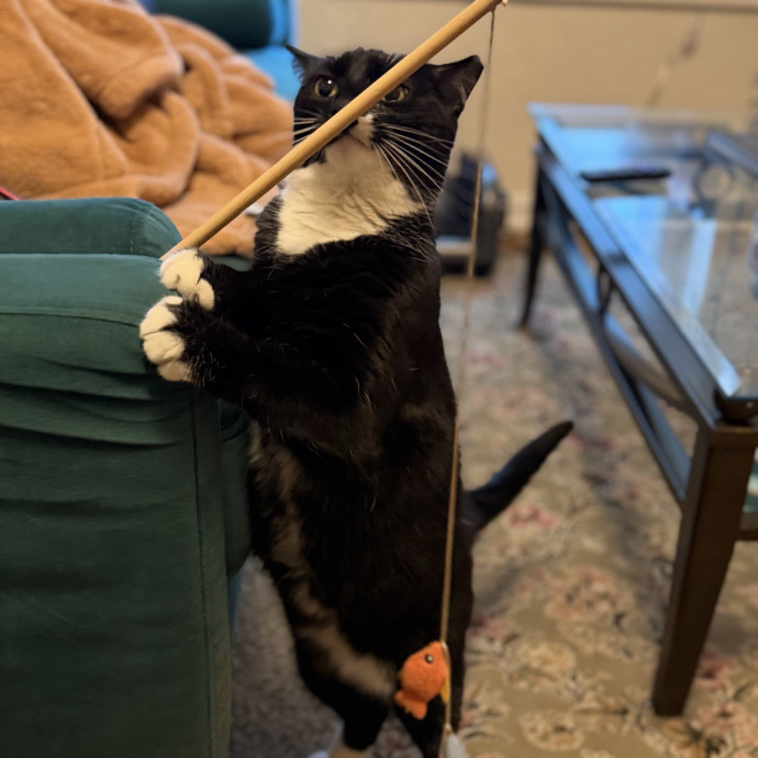 Julie's Purrfessional Cat Care
