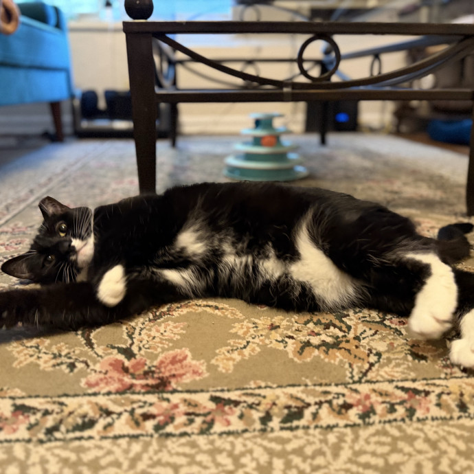 Julie's Purrfessional Cat Care