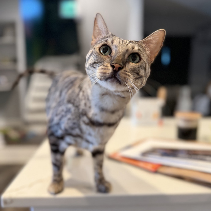 Julie's Purrfessional Cat Care