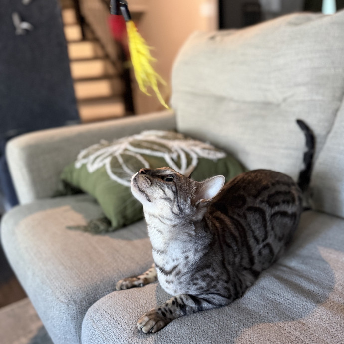 Julie's Purrfessional Cat Care
