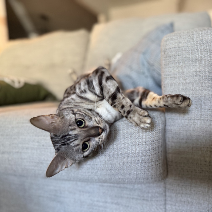 Julie's Purrfessional Cat Care