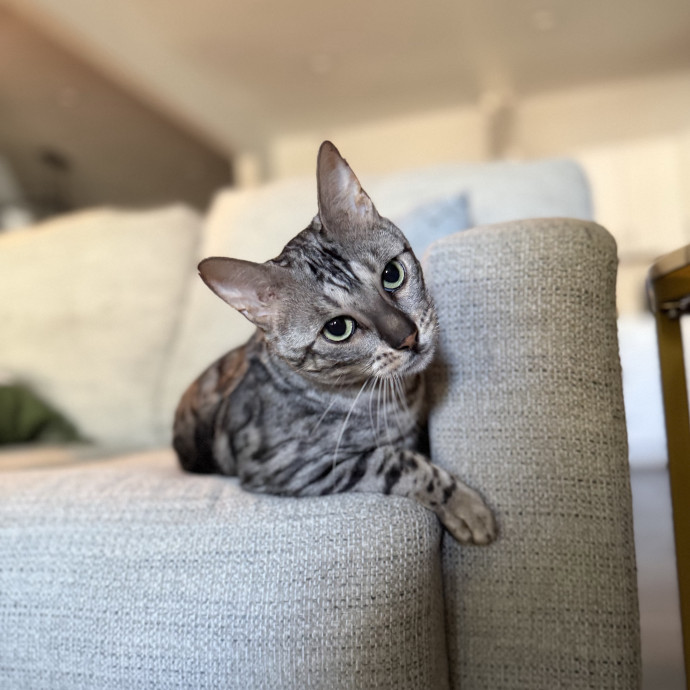 Julie's Purrfessional Cat Care