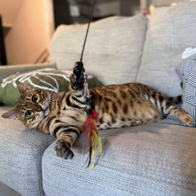 Julie's Purrfessional Cat Care