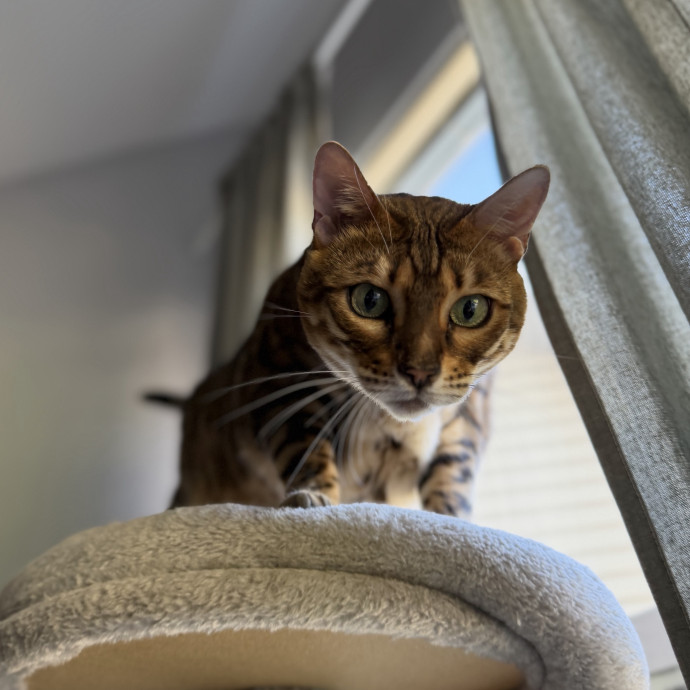 Julie's Purrfessional Cat Care photo 3