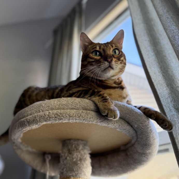 Julie's Purrfessional Cat Care photo 2