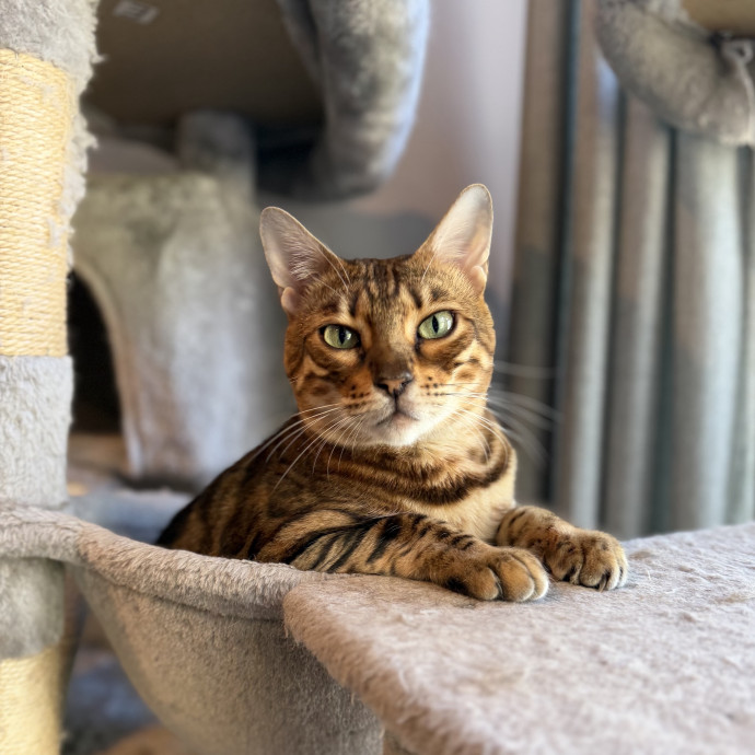 Julie's Purrfessional Cat Care