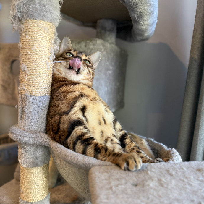 Julie's Purrfessional Cat Care