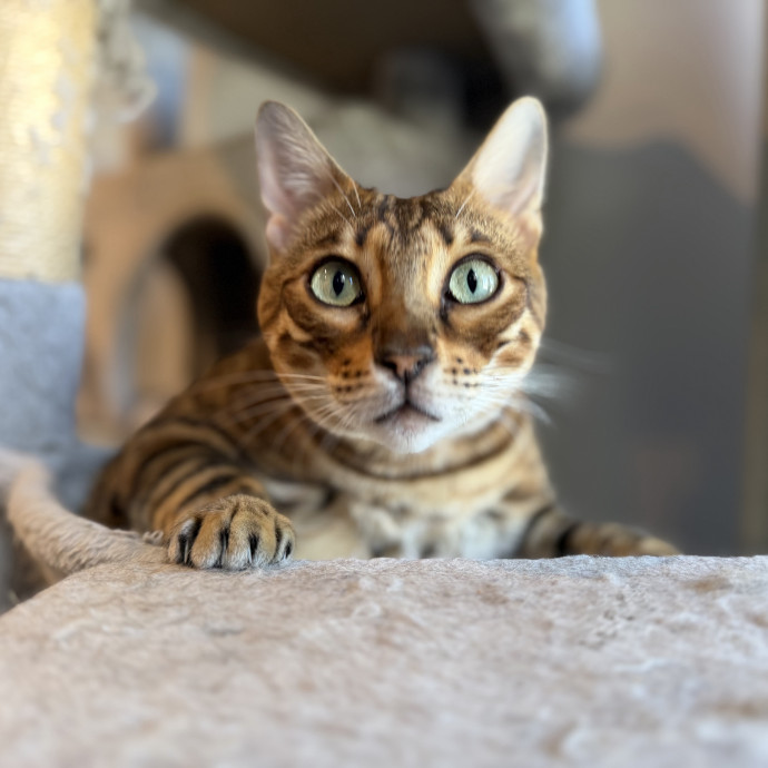 Julie's Purrfessional Cat Care