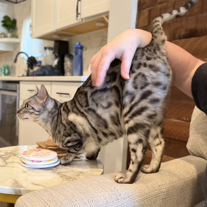 Julie's Purrfessional Cat Care