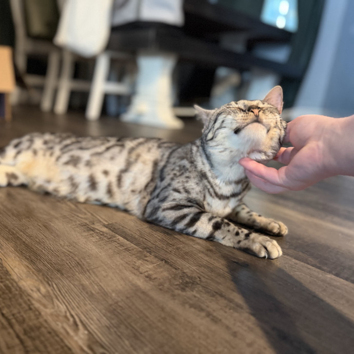 Julie's Purrfessional Cat Care