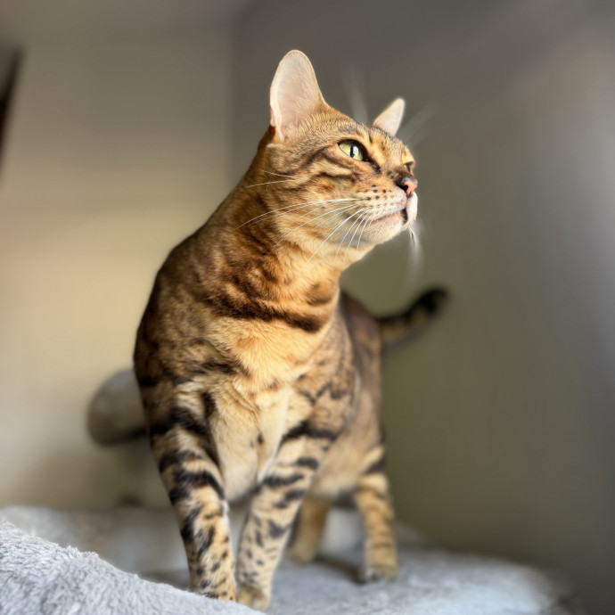 Julie's Purrfessional Cat Care