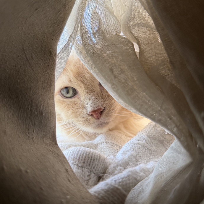 Julie's Purrfessional Cat Care