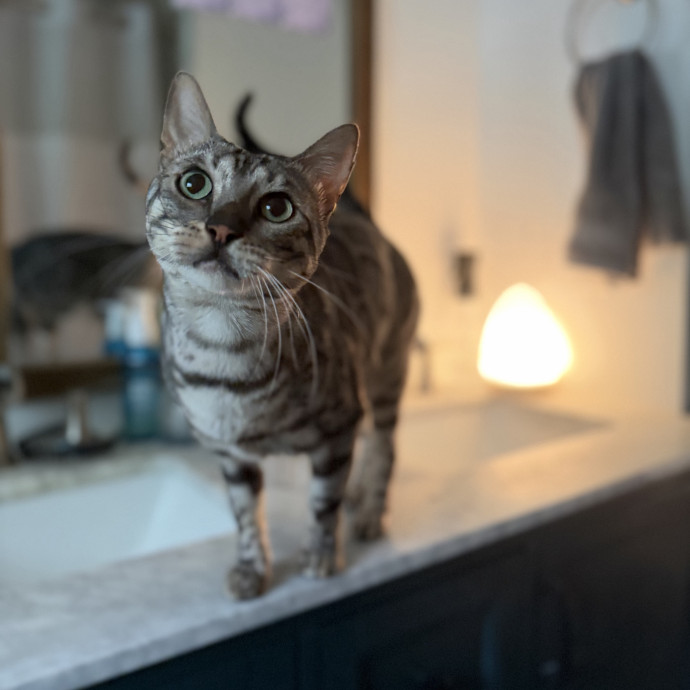 Julie's Purrfessional Cat Care