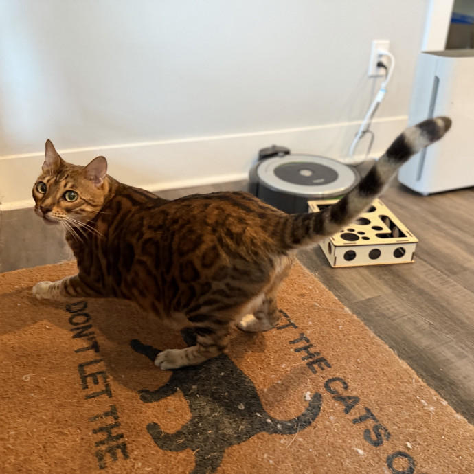 Julie's Purrfessional Cat Care