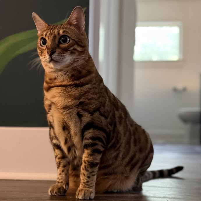 Julie's Purrfessional Cat Care