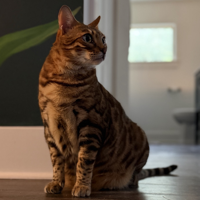 Julie's Purrfessional Cat Care