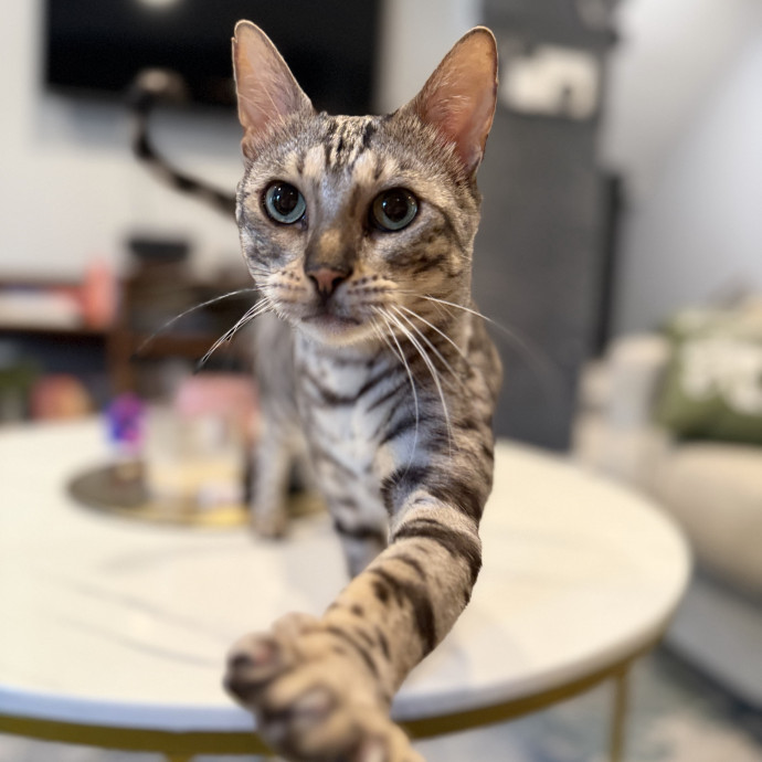 Julie's Purrfessional Cat Care
