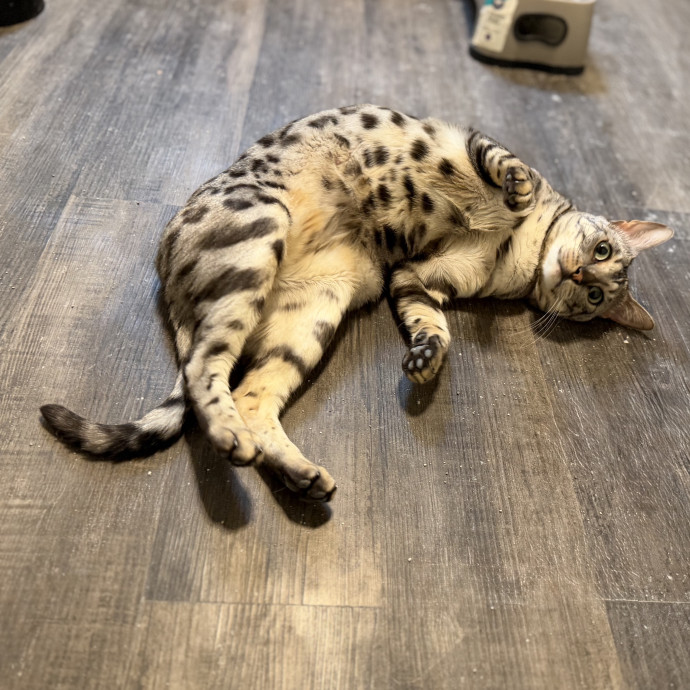 Julie's Purrfessional Cat Care