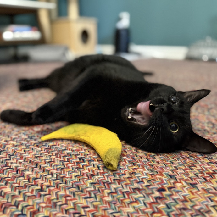 Julie's Purrfessional Cat Care
