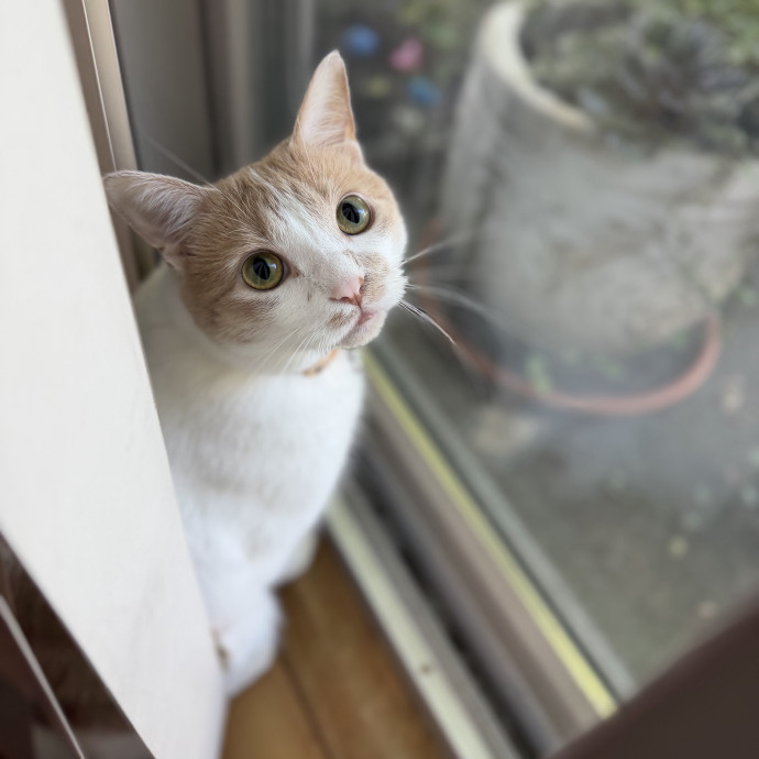 Julie's Purrfessional Cat Care