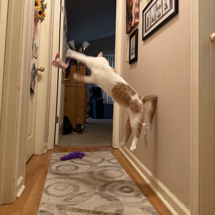 Julie's Purrfessional Cat Care
