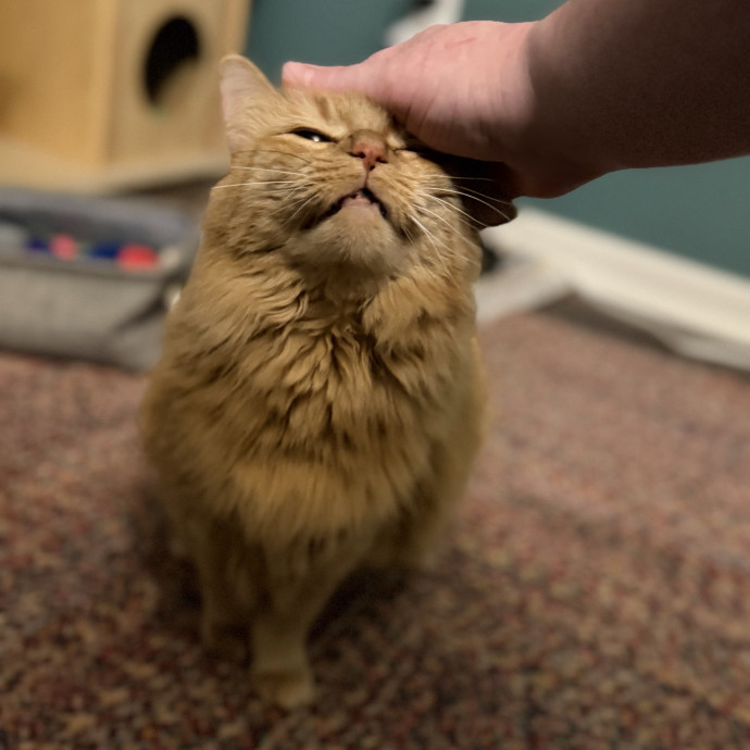 Julie's Purrfessional Cat Care