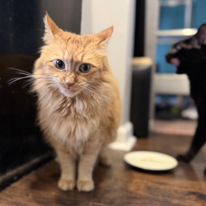 Julie's Purrfessional Cat Care
