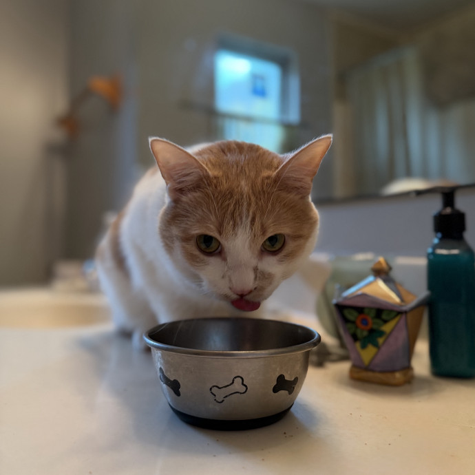 Julie's Purrfessional Cat Care