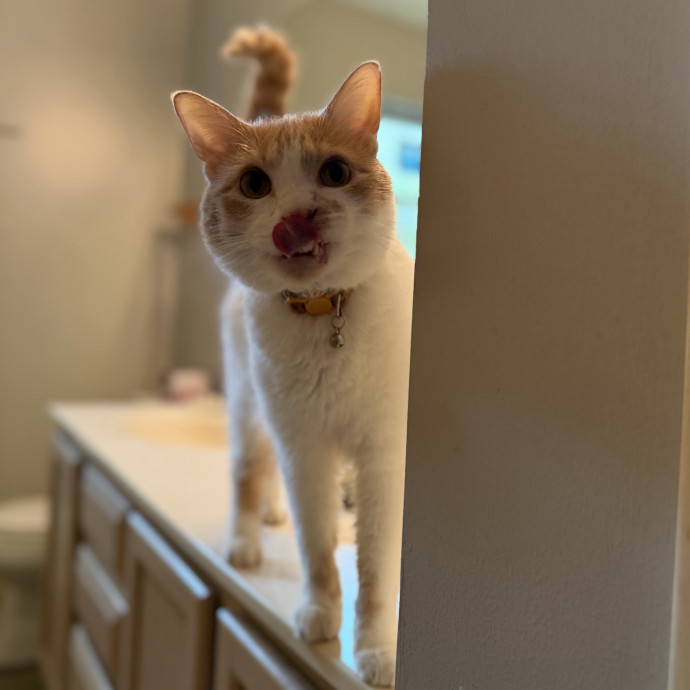 Julie's Purrfessional Cat Care