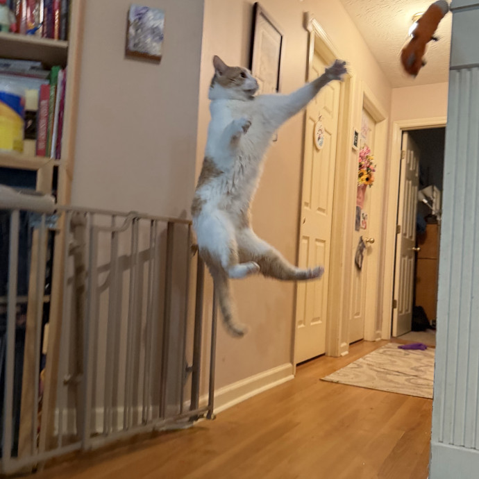 Julie's Purrfessional Cat Care