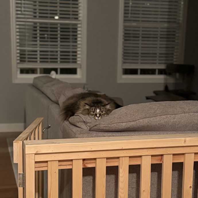 Julie's Purrfessional Cat Care