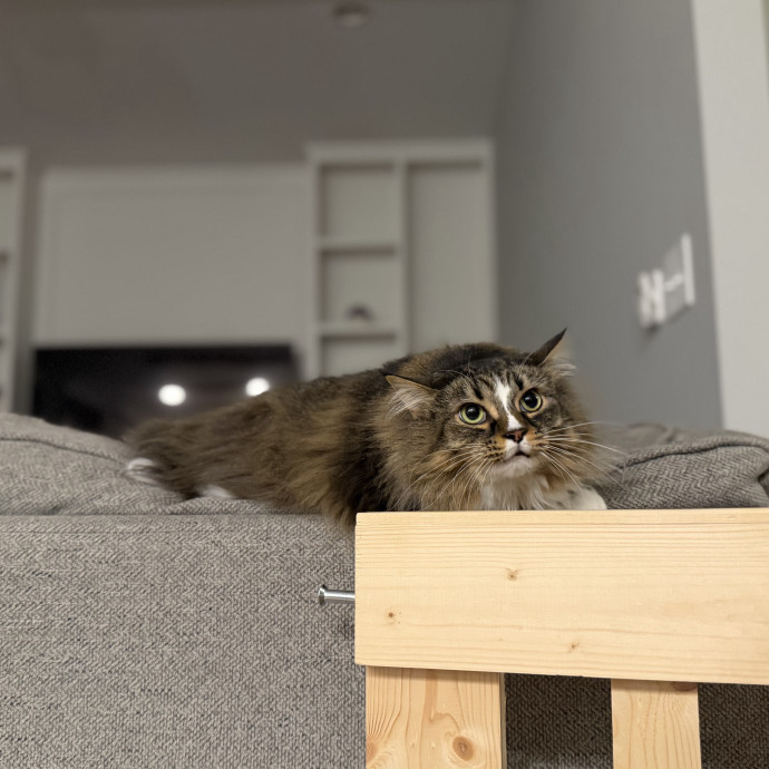 Julie's Purrfessional Cat Care