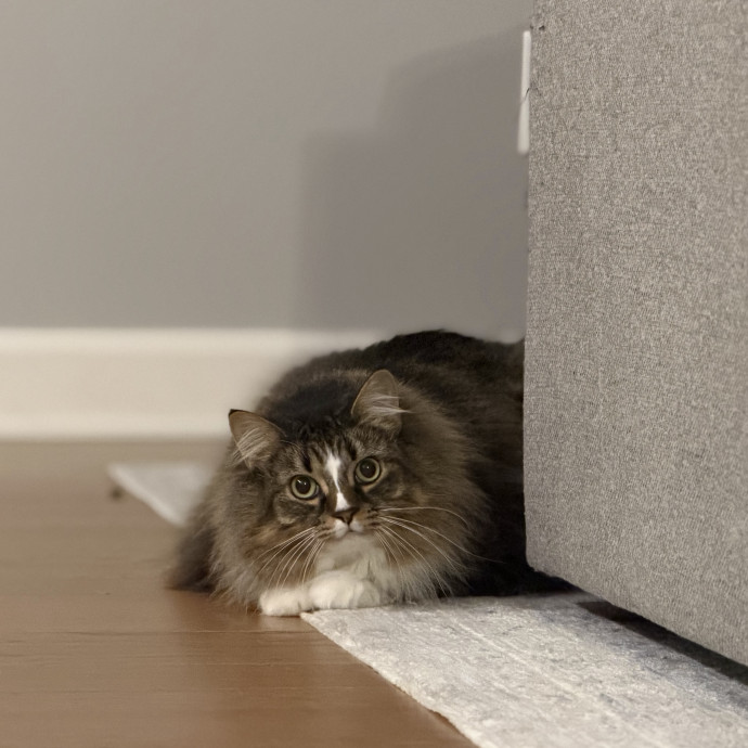 Julie's Purrfessional Cat Care