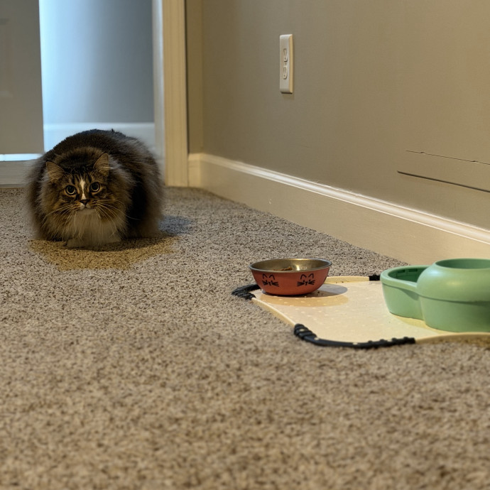 Julie's Purrfessional Cat Care