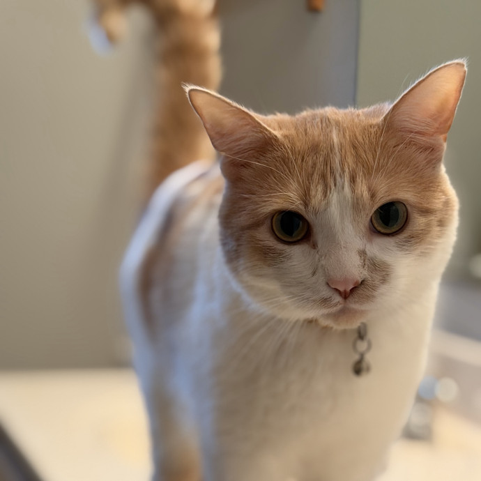 Julie's Purrfessional Cat Care