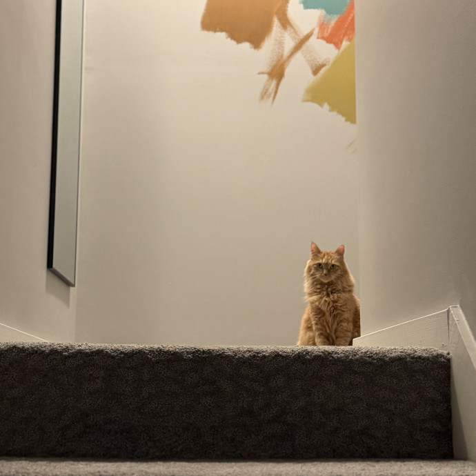 Julie's Purrfessional Cat Care