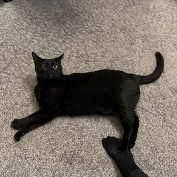 Julie's Purrfessional Cat Care