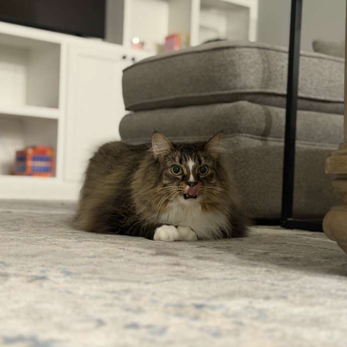 Julie's Purrfessional Cat Care