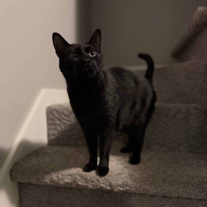 Julie's Purrfessional Cat Care