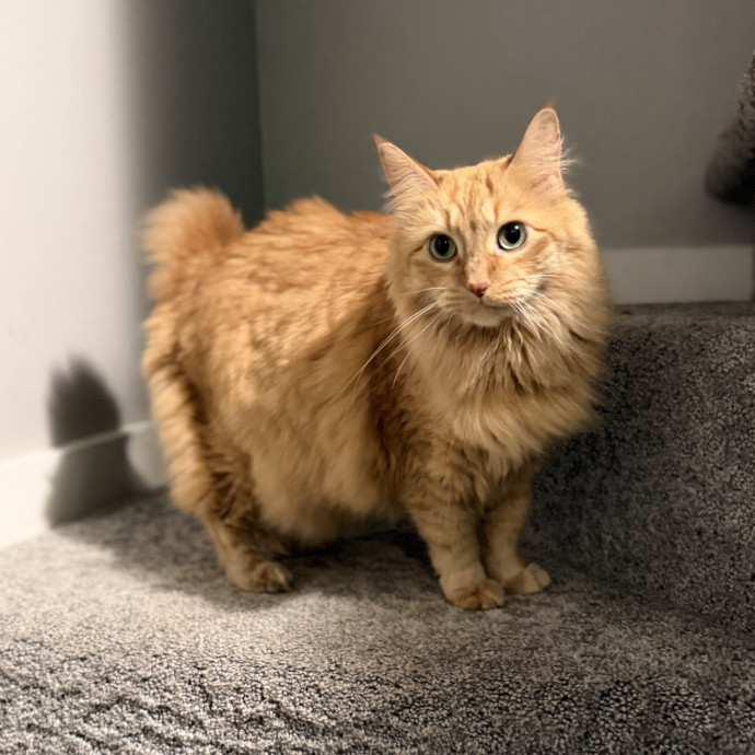 Julie's Purrfessional Cat Care