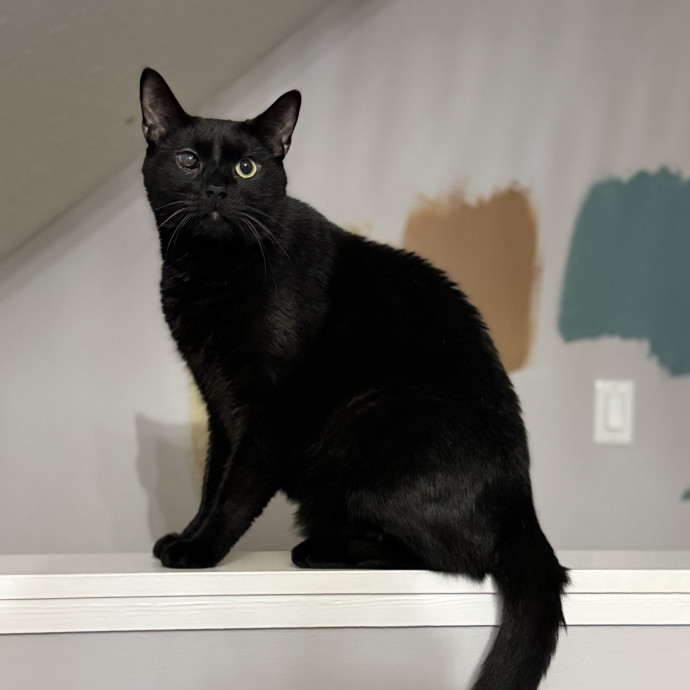 Julie's Purrfessional Cat Care