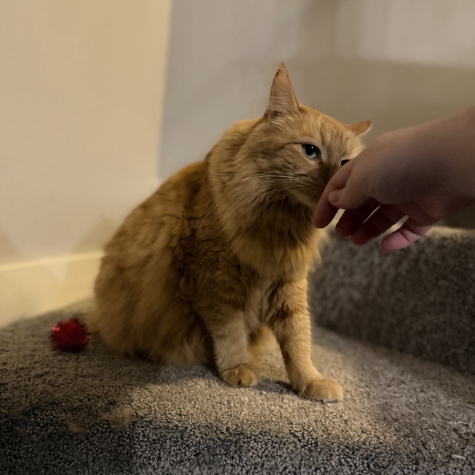 Julie's Purrfessional Cat Care