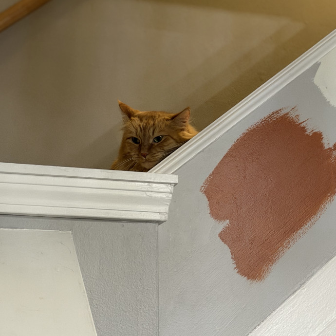 Julie's Purrfessional Cat Care