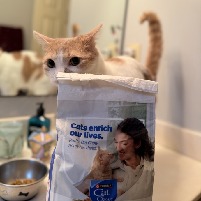 Julie's Purrfessional Cat Care