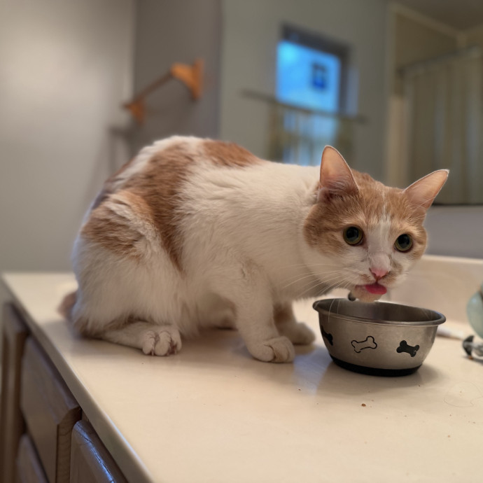 Julie's Purrfessional Cat Care