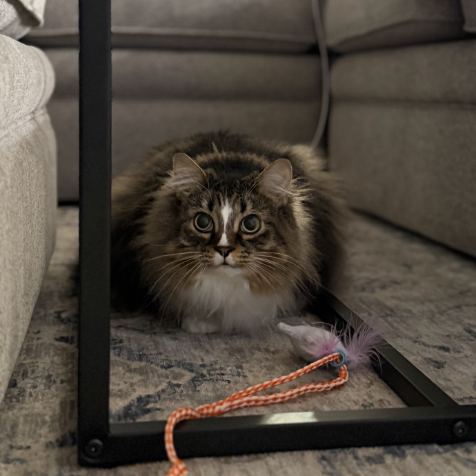 Julie's Purrfessional Cat Care