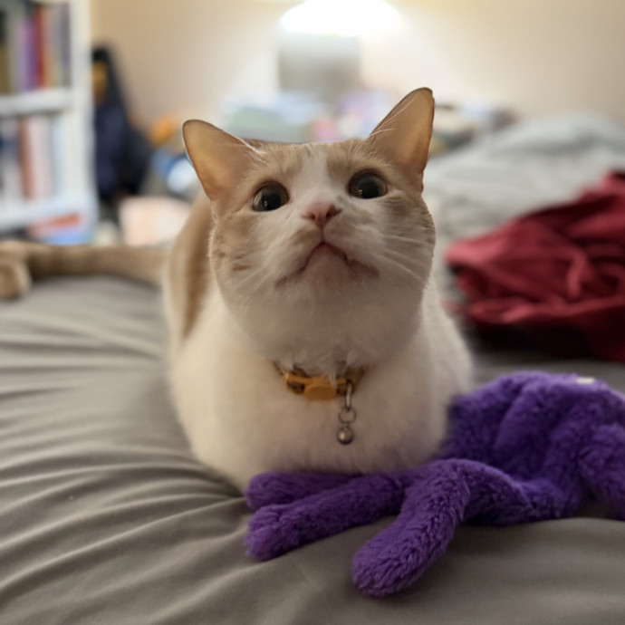 Julie's Purrfessional Cat Care