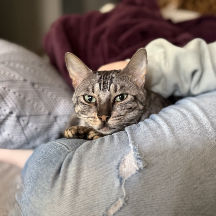 Julie's Purrfessional Cat Care